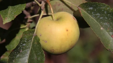 White apple Stock Footage 80600630