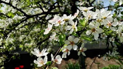 White apple or pear flowers are swaying in the wind in spring Stock Footage 154182866