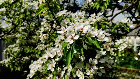 White apple or pear flowers are swaying in the wind in spring Stock Footage 154182871