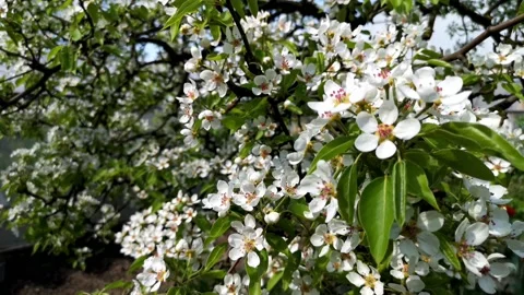 White apple or pear flowers are swaying in the wind in spring Stock Footage 154182916