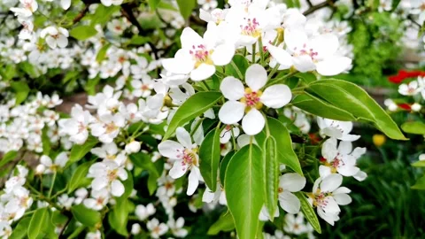 White apple or pear flowers are swaying in the wind in spring Stock Footage 154183032