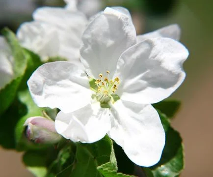 White apple spring flowers Stock-Fotos