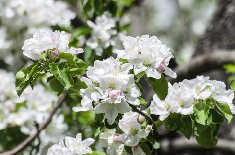 White apple tree is blooming during spring Stock Photos
