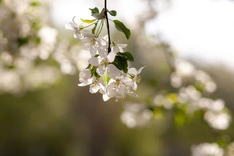 White apple tree blossom in spring at sunset. Bees fly, collect nectar Stock Photos