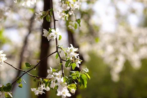 White apple tree blossom in spring at sunset. Bees fly, collect nectar Stock Photos