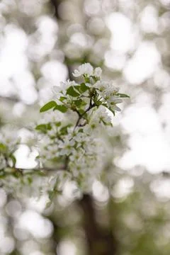 White apple tree blossom in spring at sunset. Bees fly, collect nectar Stock Photos