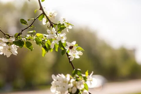 White apple tree blossom in spring at sunset. Bees fly, collect nectar Stock Photos