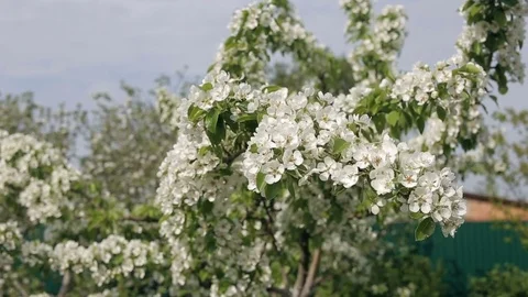 White Apple-tree Blossoms Against Blue Sky Early Spring Video stock 82743224