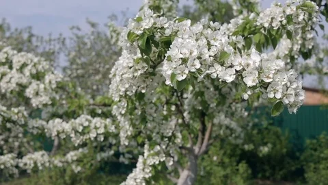 White Apple-tree Blossoms Against Blue Sky Early Spring Video stock 83557141