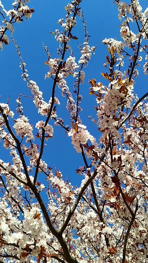 White apple tree blossoms blooming on branches against a clear blue sky Stock Footage 335838256