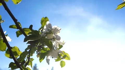 White apple tree blossoms blooming under a sunny blue sky Stock Footage 344855096