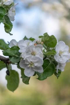 White apple tree blossoms blooming in soft spring sunlight Stock Photos