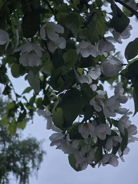 White apple tree blossoms hanging from branch. Stock-Fotos