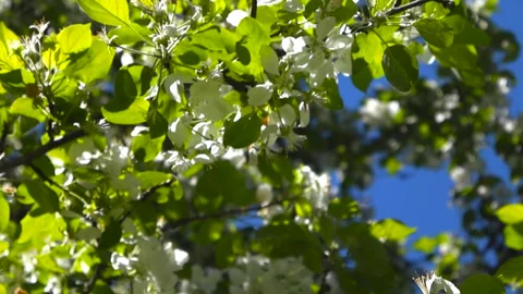White Apple Tree Flowers Blooming in Spring Video stock 336767942