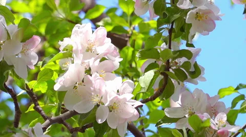 White Apple Tree Flowers Video stock 61519103