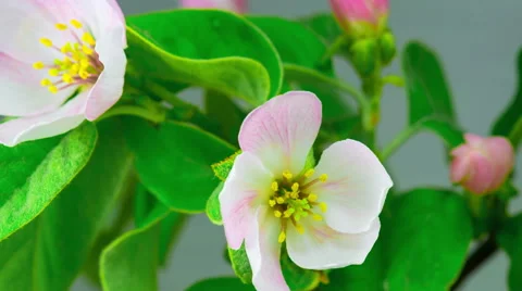 White Apple Tree Flowers. Video stock 63153560