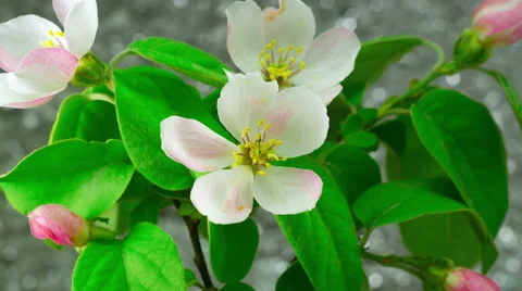 White Apple Tree Flowers. Stock Footage 63153600