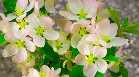 White Apple Tree Flowers. 스톡 동영상 63154082