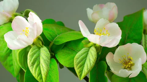 White Apple Tree Flowers. Видео 63154452