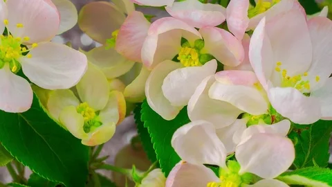 White Apple Tree Flowers. Stock-Footage 71967270