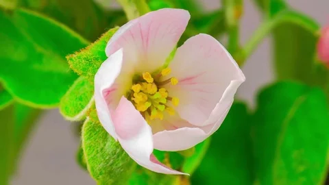 White Apple Tree Flowers. Stock-Footage 72839881