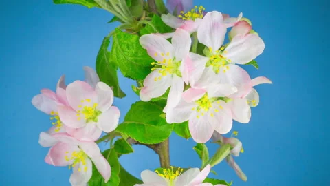 White Apple Tree Flowers. Stock-Footage 89659125
