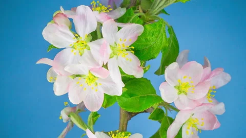White Apple Tree Flowers Stock Footage 90121951