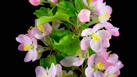 White Apple Tree Flowers Vidéo 91165630