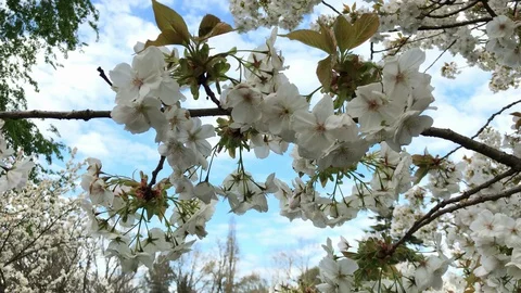 White apple tree flowers Stock Footage 127912097