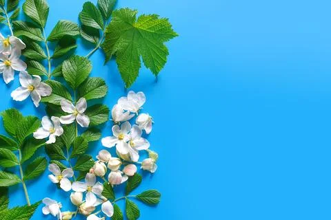 White apple tree flowers, raspberry leaves on blue background, flower border Stock Photos