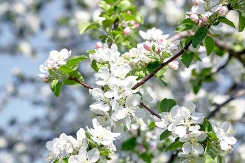White apple tree flowers, spring fruit garden Stock Photos