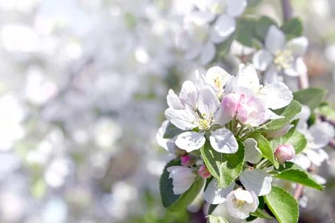 White apple tree flowers, spring fruit garden Stock Photos