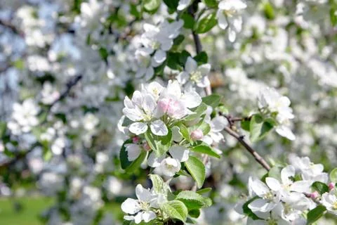 White apple tree flowers, spring fruit garden Stock Photos