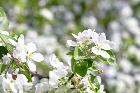 White apple tree flowers, spring fruit garden Stock Photos