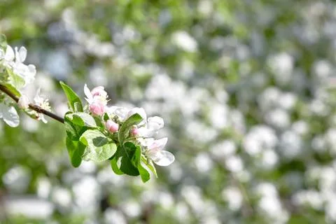 White apple tree flowers, spring fruit garden Stock Photos