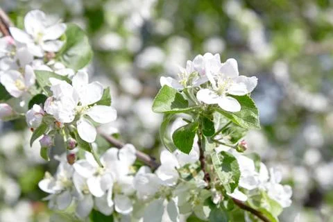 White apple tree flowers, spring fruit garden Stock Photos