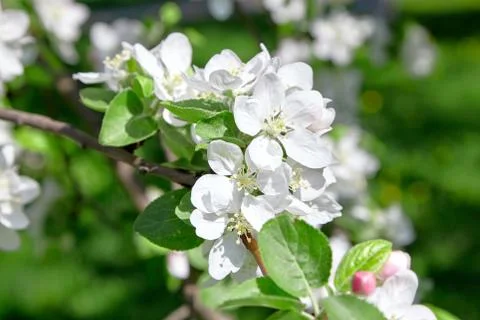 White apple tree flowers, spring fruit garden Stock Photos