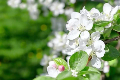 White apple tree flowers, spring fruit garden Stock Photos