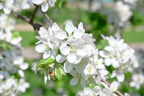 White apple tree flowers, spring fruit garden Stock Photos