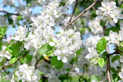White apple tree flowers, spring fruit garden Stock Photos