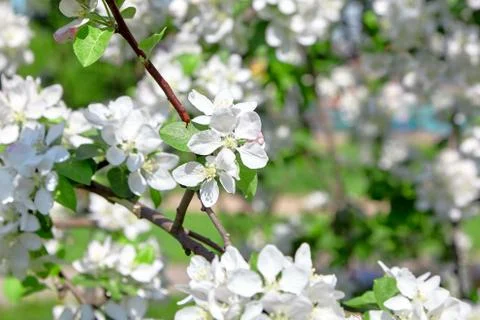 White apple tree flowers, spring fruit garden Stock Photos