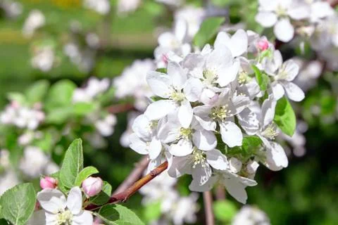 White apple tree flowers, spring fruit garden Stock Photos