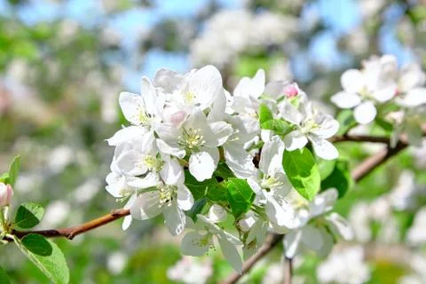 White apple tree flowers, spring fruit garden Foto stock