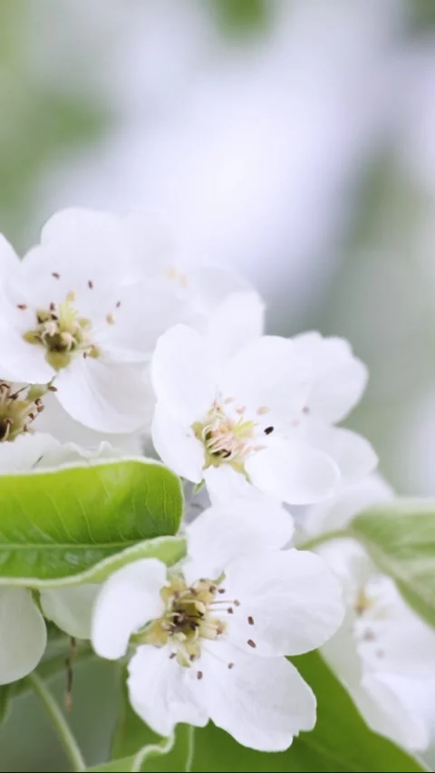 White apple tree flowers surrounded by green foliage, close-up Stock Footage 308529123