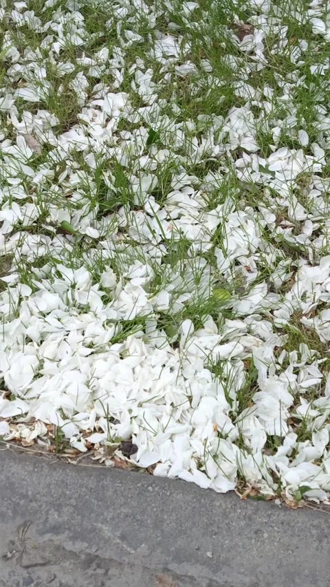 White apple tree petals on the ground in the grass. The flowers of the apple 스톡 동영상 336182955