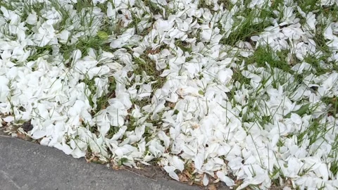 White apple tree petals on the ground in the grass. The flowers of the apple Stock Footage 336182970
