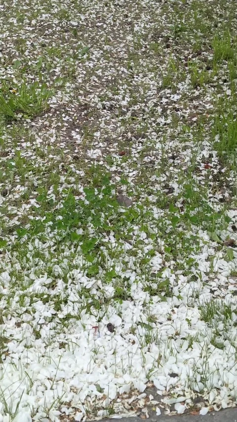 White apple tree petals on the ground in the grass. The flowers of the apple Видео 336183039