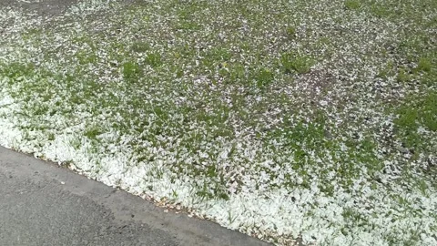 White apple tree petals on the ground in the grass. The flowers of the apple 库存影片 336183079