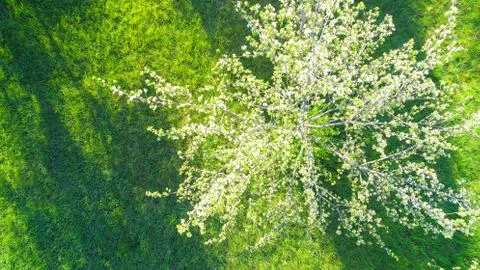 White apple tree Foto stock