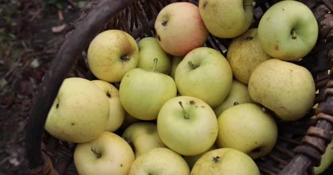White apples Stock Footage 150233915